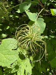 Clematis glaucophylla