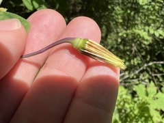 Clematis glaucophylla