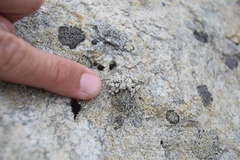 Stereocaulon vesuvianum