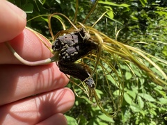 Clematis glaucophylla