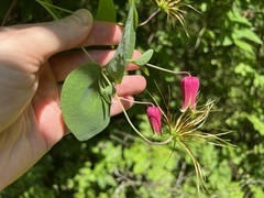 Clematis glaucophylla