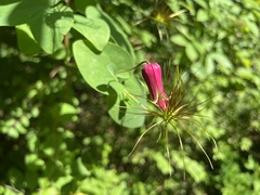 Clematis glaucophylla