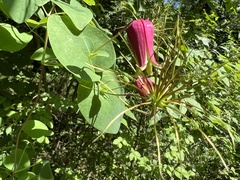 Clematis glaucophylla
