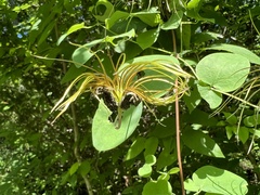 Clematis glaucophylla