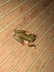 Dendropsophus reticulatus