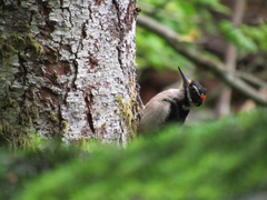 Dryobates villosus harrisi