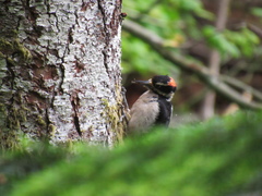 Dryobates villosus harrisi