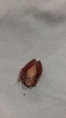 Dendropsophus reticulatus