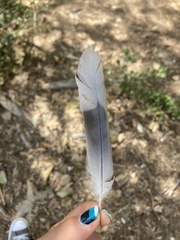 Streptopelia decaocto