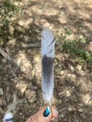 Streptopelia decaocto