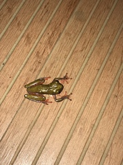 Dendropsophus reticulatus