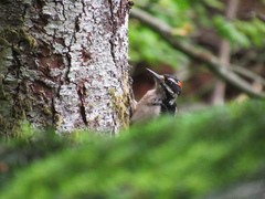 Dryobates villosus harrisi