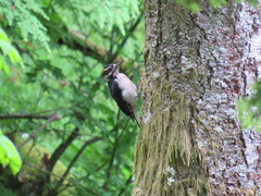 Dryobates villosus harrisi