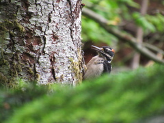 Dryobates villosus harrisi