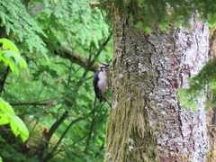 Dryobates villosus harrisi