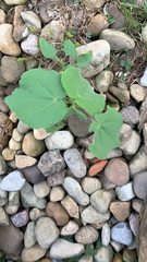 Abutilon theophrasti