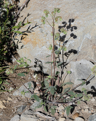 Phacelia egena