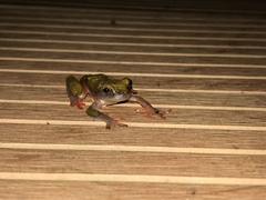 Dendropsophus reticulatus