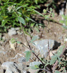 Phacelia egena