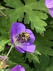 Bombus flavifrons