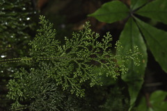 Hymenophyllum flexuosum