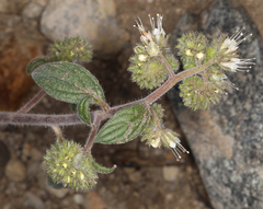 Phacelia egena