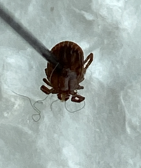 Haemaphysalis longicornis