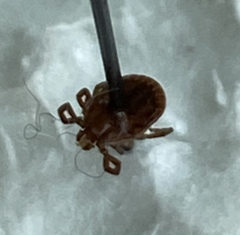 Haemaphysalis longicornis