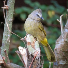 Pycnonotus flavescens