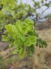 Bursera bipinnata