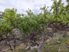 Bursera bipinnata