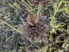 Monarda clinopodioides