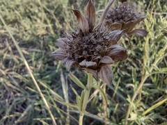 Monarda clinopodioides