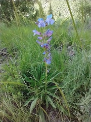 Penstemon cyaneus