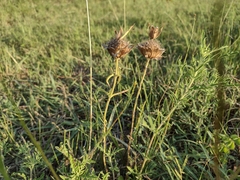 Monarda clinopodioides