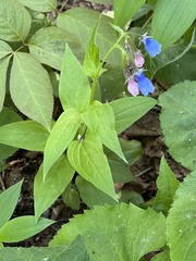 Mertensia paniculata paniculata