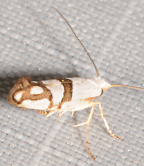 Argyresthia oreasella