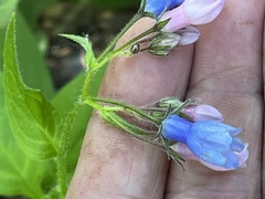 Mertensia paniculata paniculata