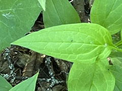 Mertensia paniculata paniculata
