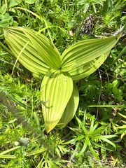 Veratrum grandiflorum