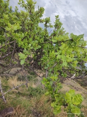 Bursera bipinnata
