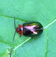 Kuschelina gibbitarsa