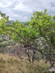 Bursera bipinnata