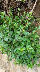 Lonicera involucrata involucrata