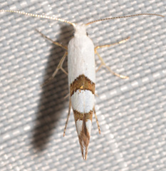Argyresthia oreasella