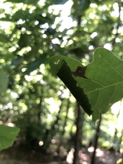 Tortrix viridana