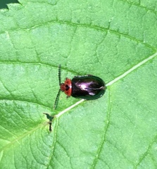 Kuschelina gibbitarsa