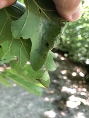 Tortrix viridana