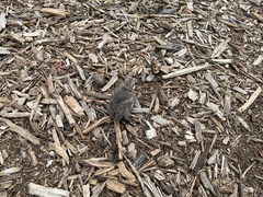 Passeriformes