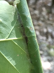 Tortrix viridana